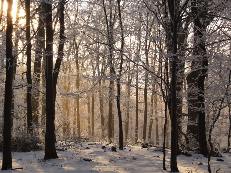 Can Forest Area Alone Tell Us Whether a Forest Is Healthy?