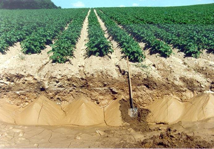 Soil Health Is the Quiet Foundation of Food Security