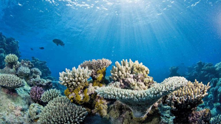 Ocean Acidification Is the Other Carbon Problem