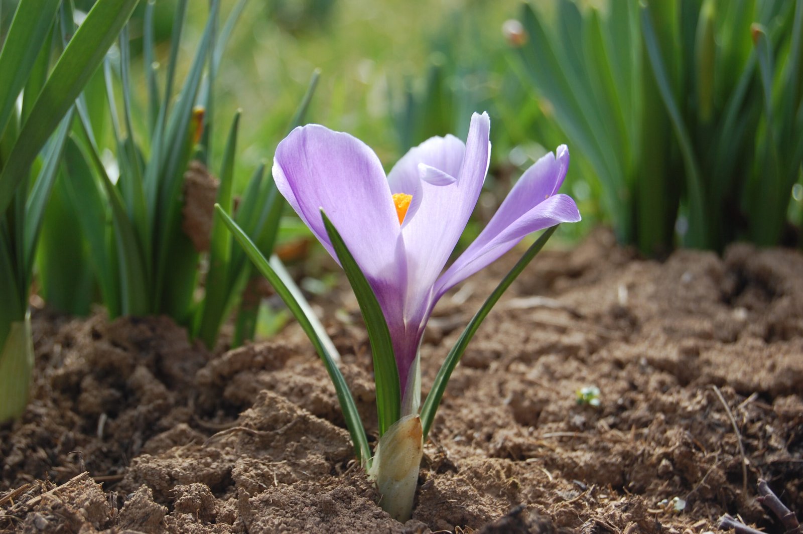 Soil Health Is the Quiet Foundation of Food Security